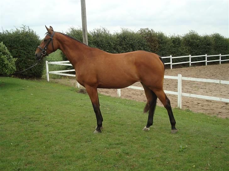 Oldenborg Sanddallunds paloma billede 2