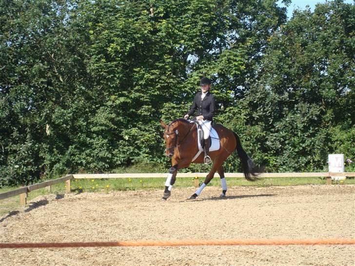 Oldenborg Sanddallunds paloma billede 3