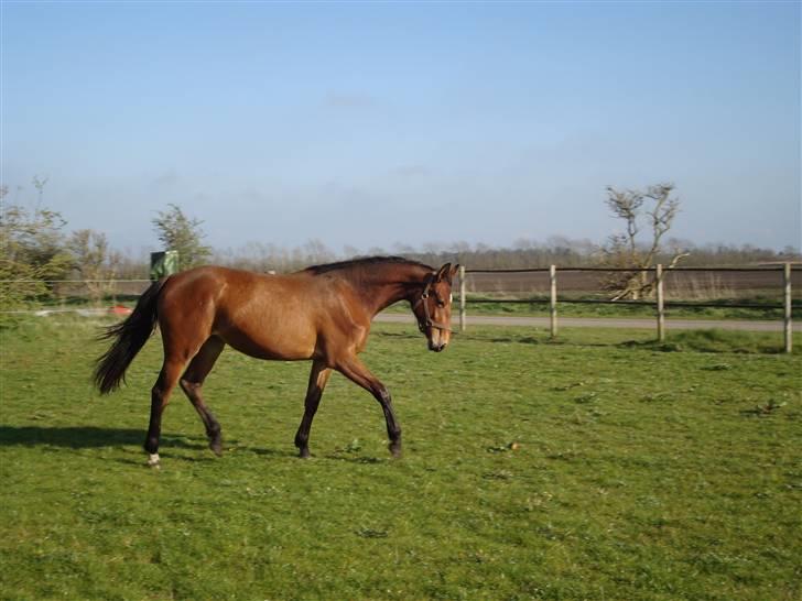 Oldenborg Sanddallunds paloma billede 4