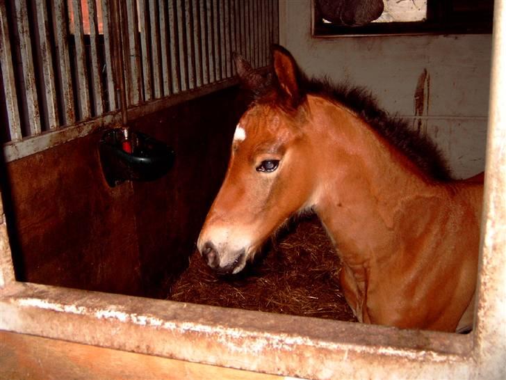 Oldenborg Sanddallunds paloma billede 5