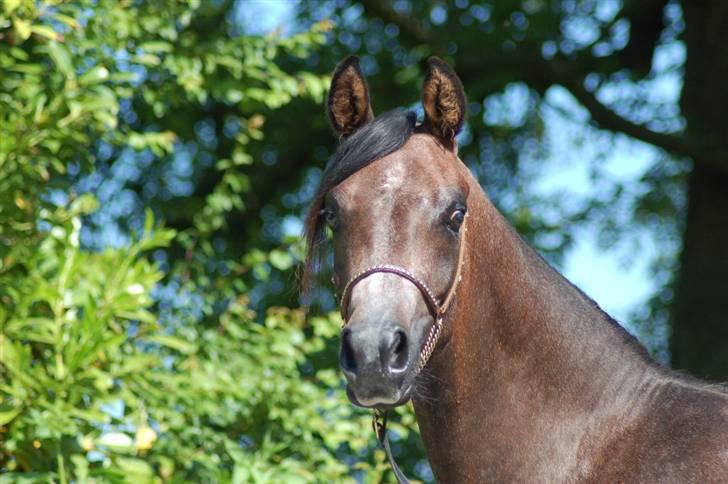 Arabisk fuldblod (OX) Al Ja'caar - to år ung billede 8