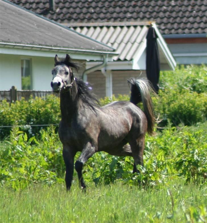 Arabisk fuldblod (OX) Al Ja'caar - Blærer sig på fold denne sommer 4 år gl. billede 10