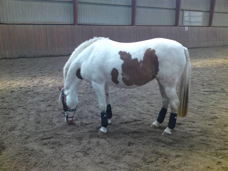 Pinto Freja *SOLGT* - Smuk som altid (; billede 1