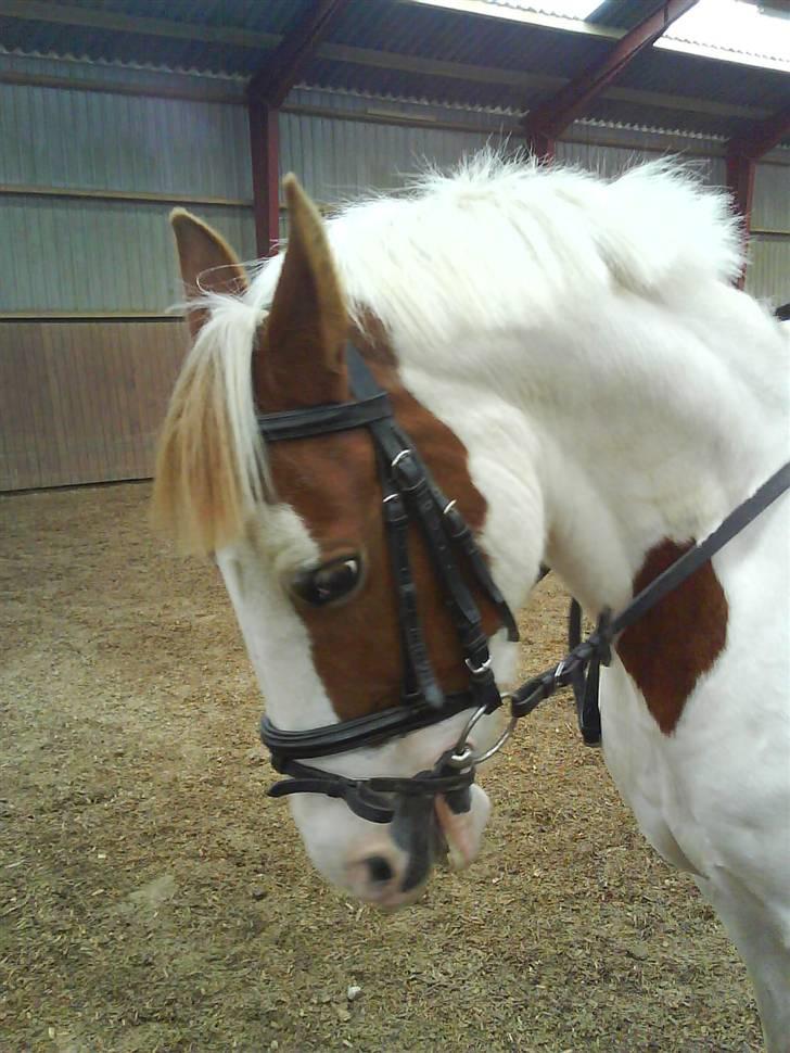 Pinto Freja *SOLGT* - :L fantastisk pony billede 2