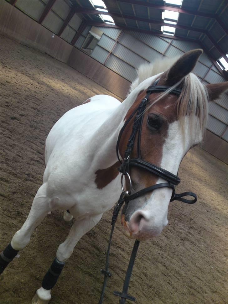 Pinto Freja *SOLGT* - Nurhh !.. Hvor er hun sød ;P billede 3