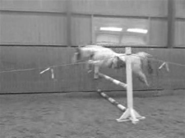 Pinto Freja *SOLGT* - Freja der bliver løs-sprunget  billede 4