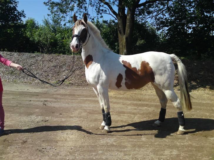 Pinto Freja *SOLGT* - udenfor (; . *man kan se lidt af pernille * ;P billede 5