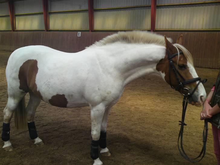 Pinto Freja *SOLGT* - Cute (: billede 6