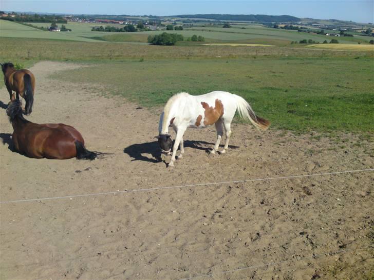 Pinto Freja *SOLGT* - Freja på folden billede 7
