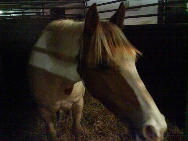 Pinto Freja *SOLGT* - Freja i box (: billede 8