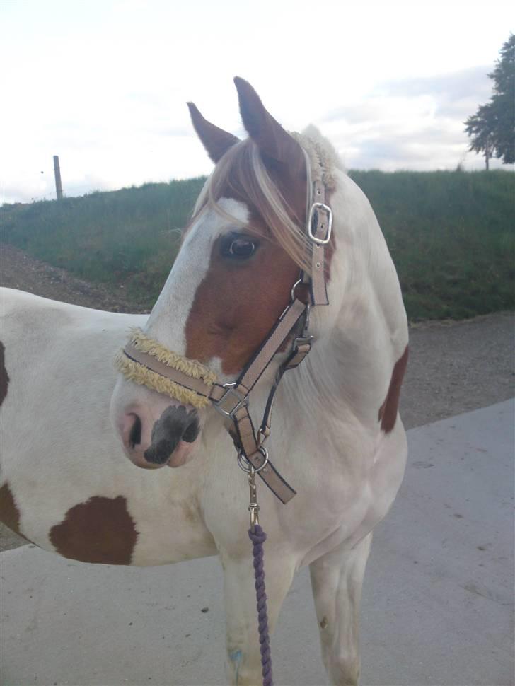 Pinto Freja *SOLGT* - super sød pony :D billede 9