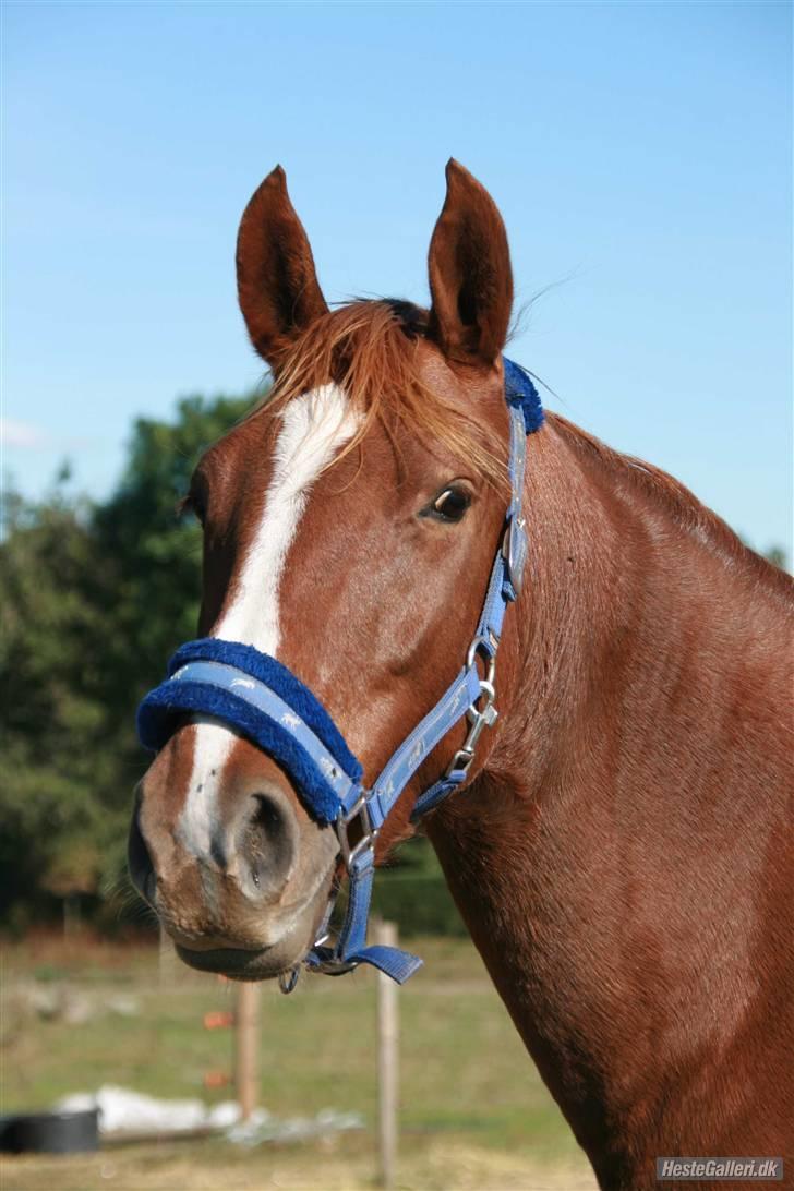 Knabstrupper Sif Af Sandberggård - Taget af Louise Friis billede 11