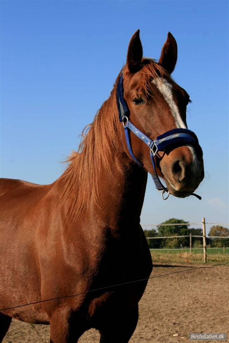 Knabstrupper Sif Af Sandberggård - Taget af Louise Friis billede 12