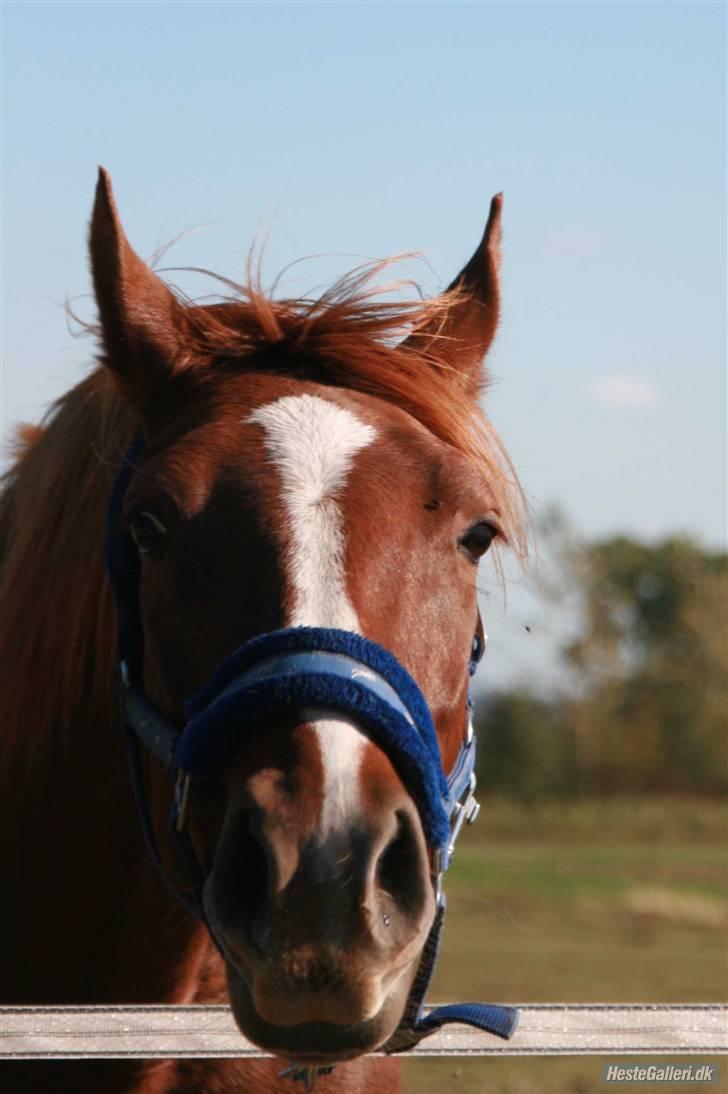 Knabstrupper Sif Af Sandberggård - Taget af Louise Friis billede 13