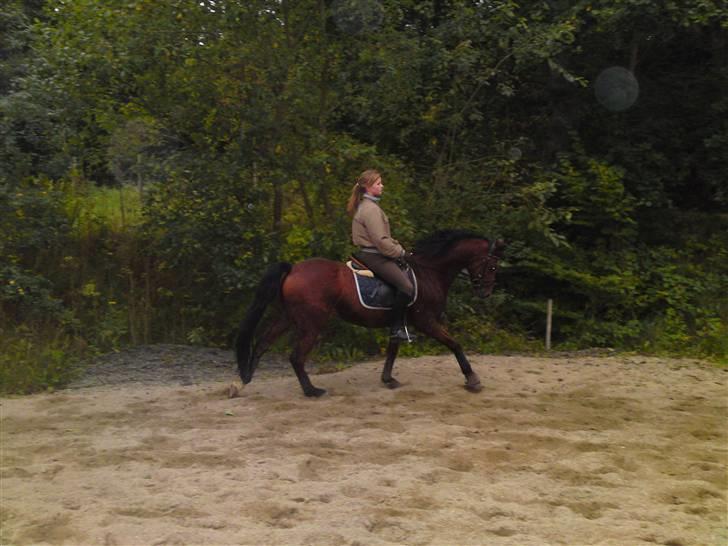 DSP Ambrosius A.M. SOLGT :(  billede 13