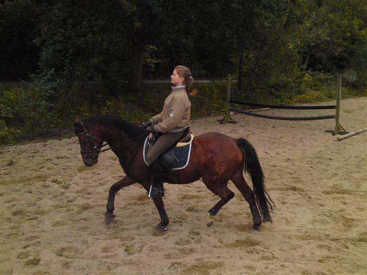 DSP Ambrosius A.M. SOLGT :(  - Undskyld ridebillederne ikke er så gode, men vi skulle bare lige bruge nogle stykker, så vi havde ikke gang i det helt store kamera ;-) Håber de er fine nok hehe.. billede 15