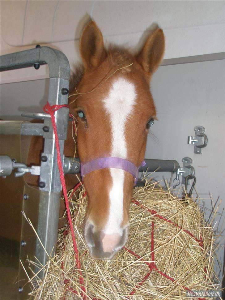 Anden særlig race Chili af HedegaardenSOLGT - Chili på vej hjem med ny ejer... Foto Connie M billede 10