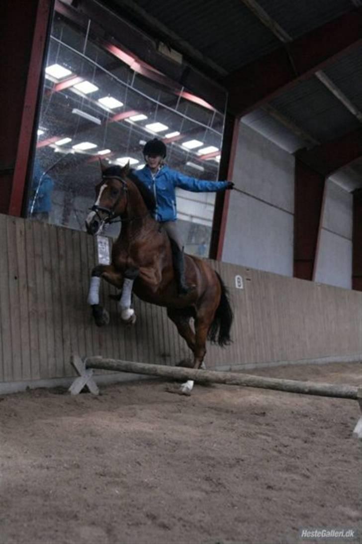 Hollandsk Varmblod *Olivion* - AnnaSofie oig Olivion på ridelejren ved Maria, 2009- sommerferien billede 17