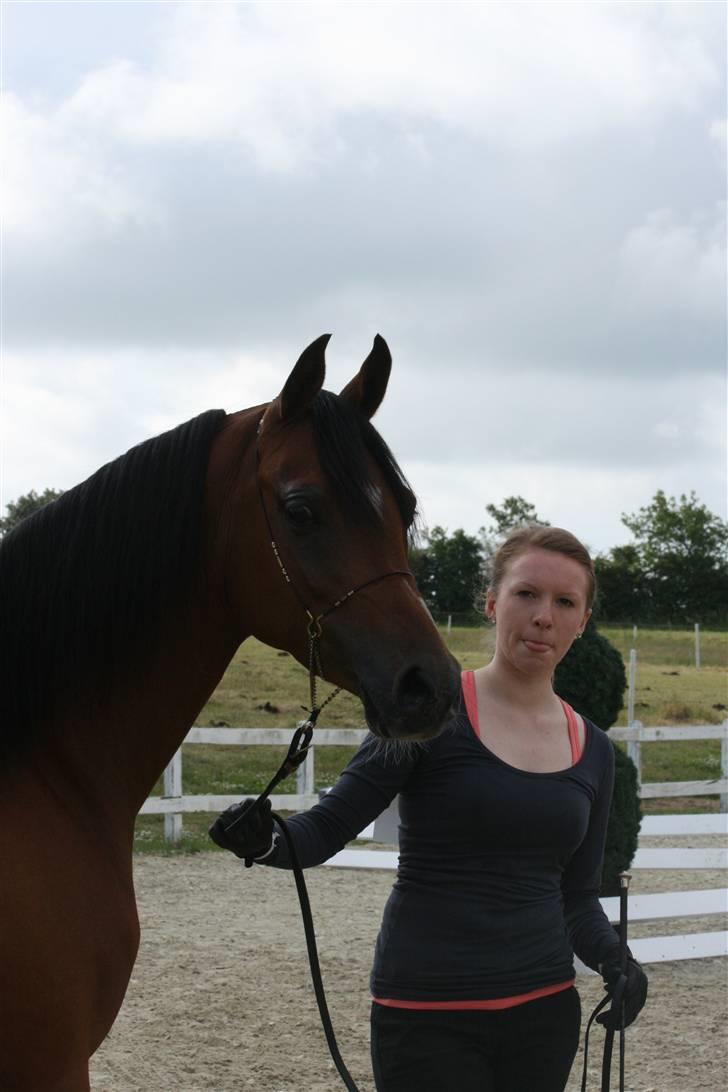 Arabisk fuldblod (OX) Fabhat  billede 17