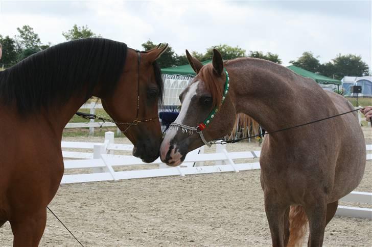 Arabisk fuldblod (OX) Fabhat  billede 18