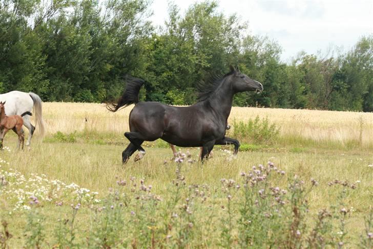 Arabisk fuldblod (OX) Kubinijah - NYT billede 7