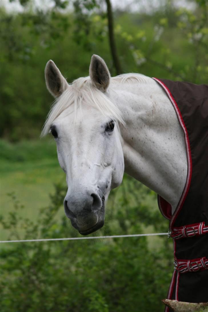 Svensk Varmblod Ellendorotea ( Elle ) billede 1