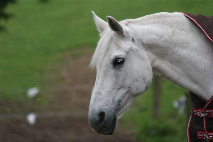 Svensk Varmblod Ellendorotea ( Elle ) billede 2