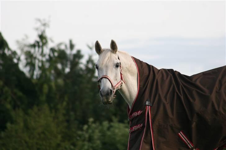 Svensk Varmblod Ellendorotea ( Elle ) billede 3