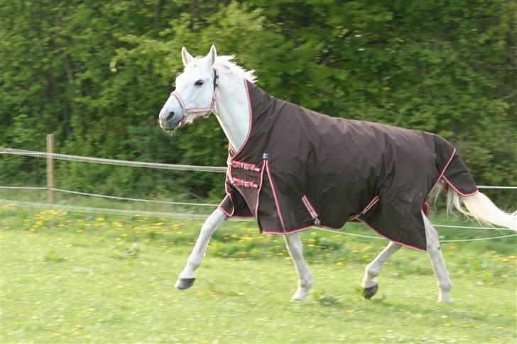 Svensk Varmblod Ellendorotea ( Elle ) billede 4