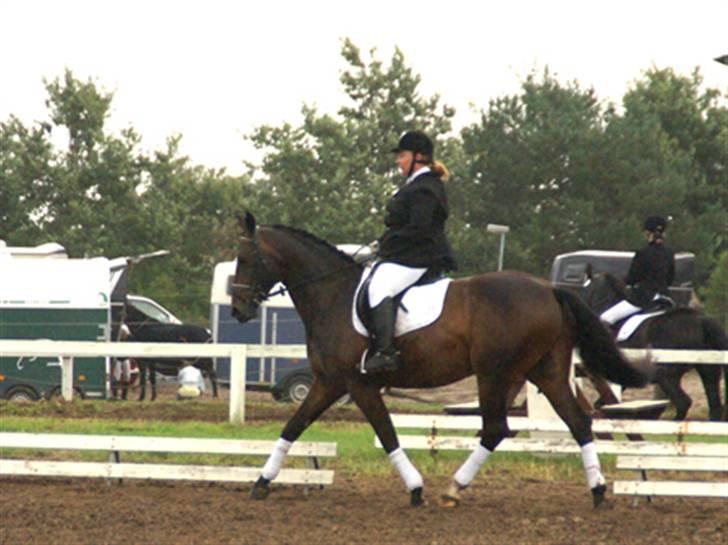 Trakehner Kæragers Rawell billede 13