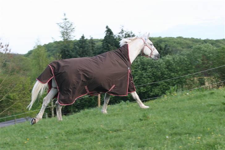 Svensk Varmblod Ellendorotea ( Elle ) billede 5