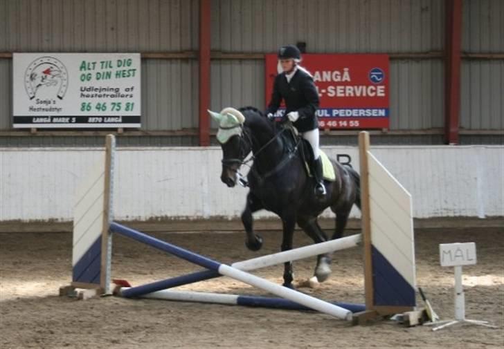 Dansk Varmblod Kasper (Solgt) :'( billede 9