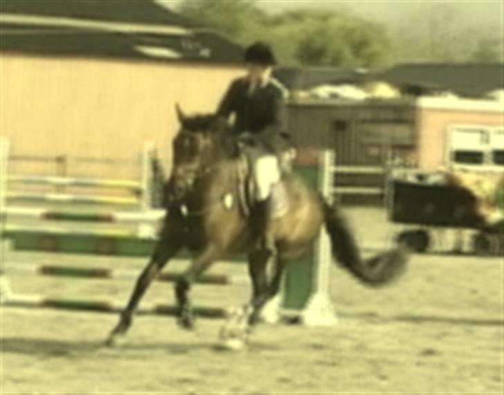 Dansk Varmblod Stenvænge Polo  billede 18