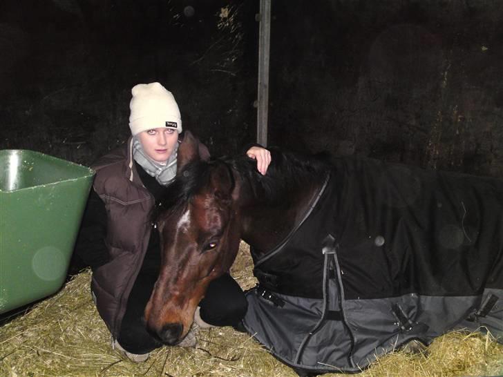 Dansk Varmblod Stenvænge Polo  billede 19