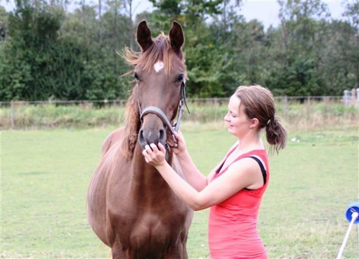 Dansk Varmblod Don Amantic billede 10