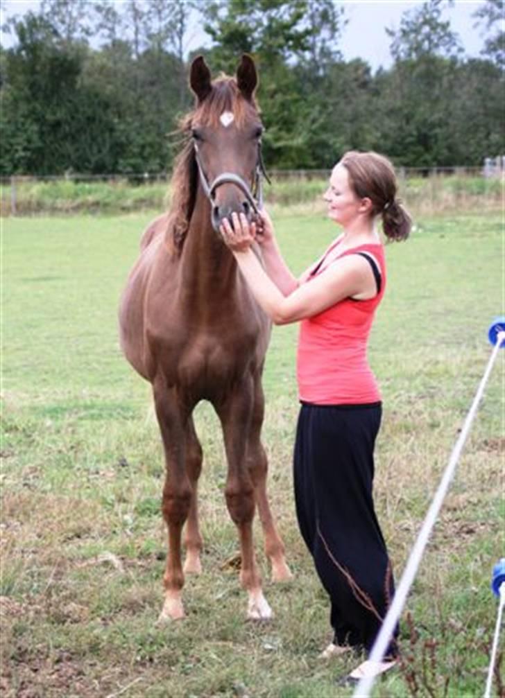 Dansk Varmblod Don Amantic billede 11