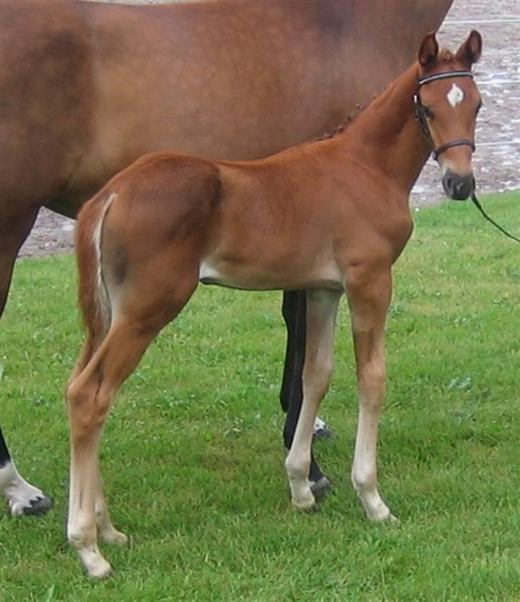 Dansk Varmblod Don Amantic billede 12