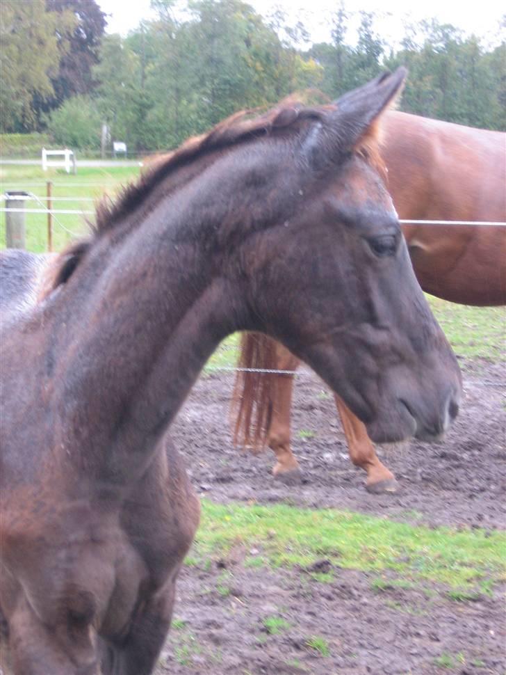 Dansk Varmblod Don Amantic billede 13