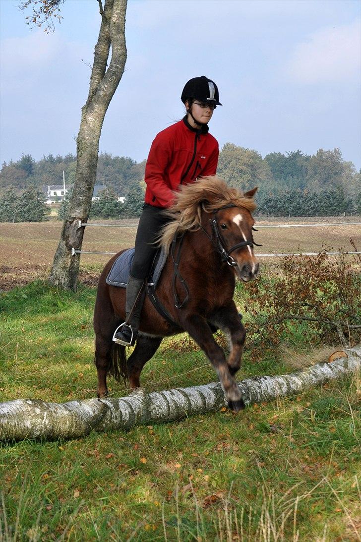 Anden særlig race Pjok -  Visborg. Vores første naturspring :P !  Okt 2010 billede 9