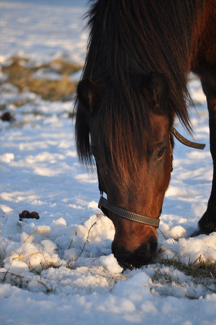 Dartmoor Molly -  Molly i vinter 10/11 <3 billede 11
