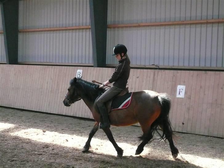 Dartmoor Molly - Mig og Molly til ringridning. 2009 billede 2