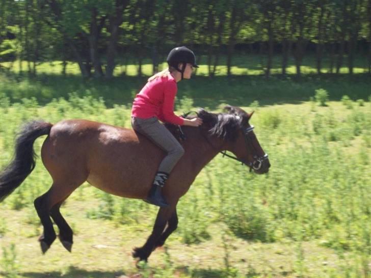 Dartmoor Molly - Galop galop!! Sommer 2009 billede 3