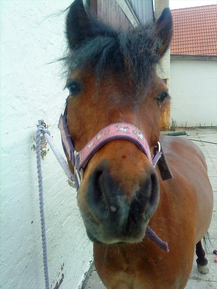 Anden særlig race Starlight * tidl passer * - Hej, og velkommen til Starlight smukke profil billede 1