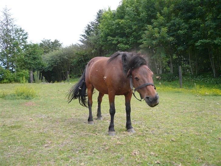 Dartmoor Molly - Tjah, hun havde lige rullet sig.... :) billede 8