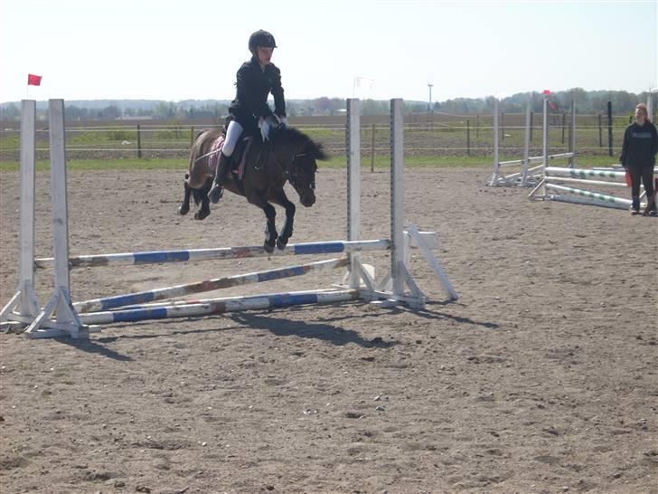 Anden særlig race Starlight * tidl passer * - Star springer høøøøøøøøøjt!! billede 2