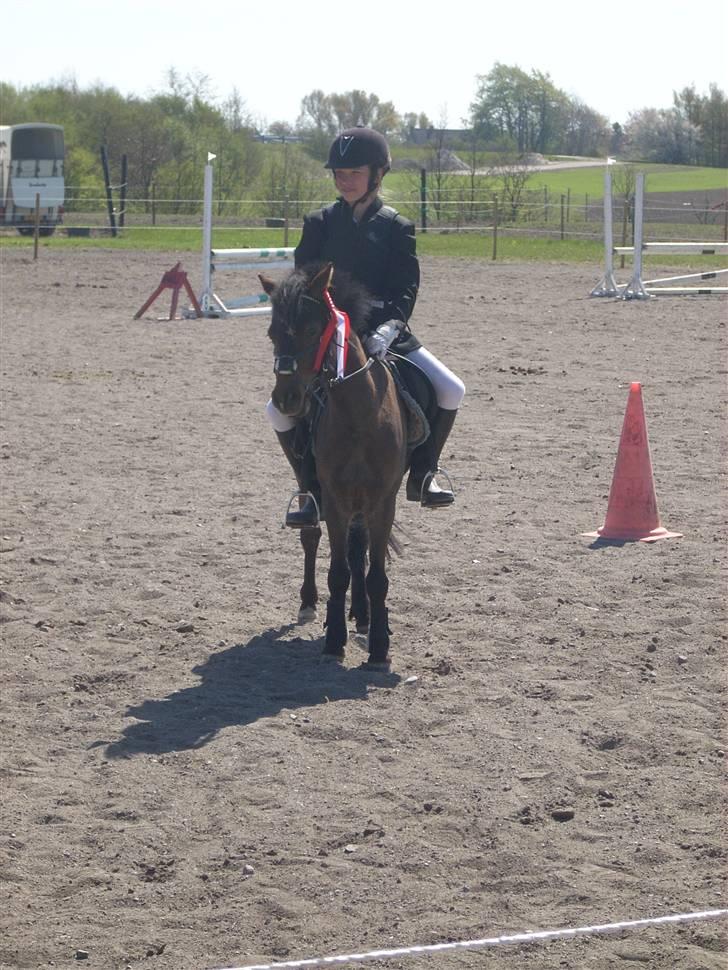 Anden særlig race Starlight * tidl passer * - Vores første stævne, 60 cm. Vi vandt!! ( GSPR ) billede 5