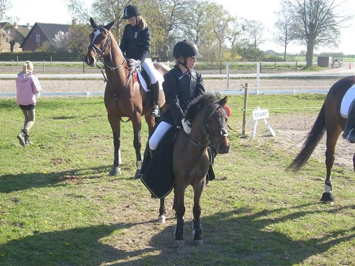 Anden særlig race Starlight * tidl passer * - Fejlfri, 50 cm. ( GSPR ) billede 6