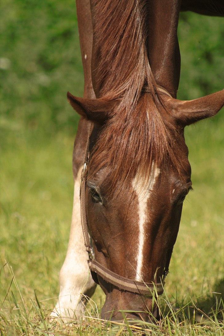 Hannoveraner Donner-Surprise <3 SAVNET billede 2