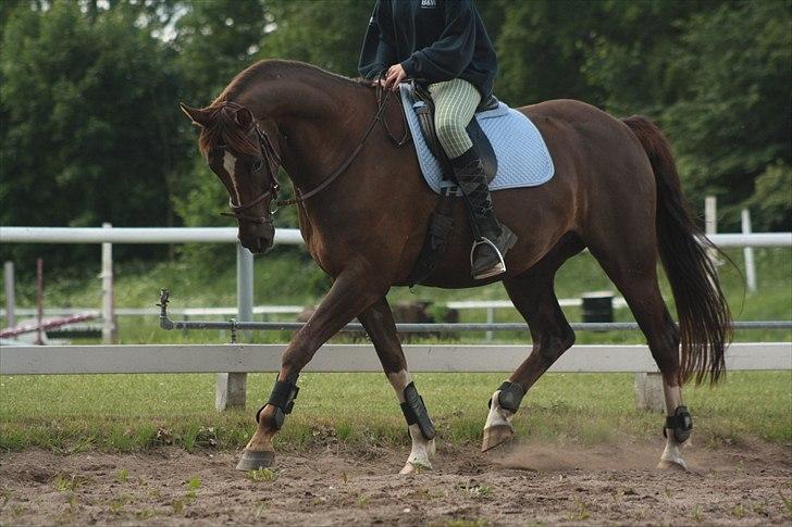 Hannoveraner Donner-Surprise <3 SAVNET - Han går som en drøm<3 billede 8