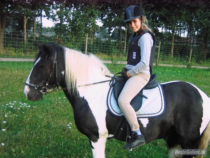 Irish Cob Jensen<3 *Passer*  billede 7